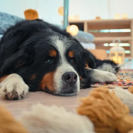 Glamping Sumvody ラグジュアリーテント *